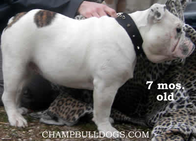 English Bulldog 