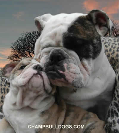 cute English Bulldog puppies 