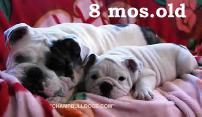 English Bulldog puppies for sale