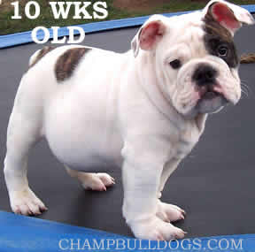 English Bulldog puppies for sale