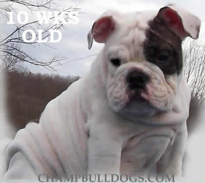 English Bulldog puppies