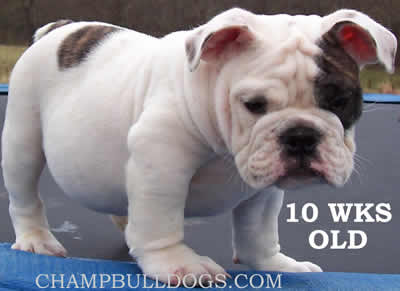 English Bulldog puppies for sale