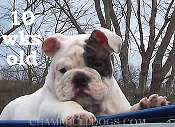 English Bulldog puppies