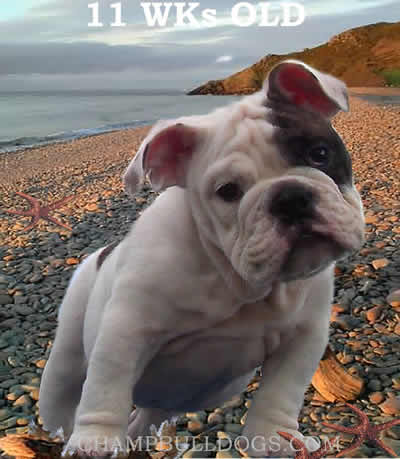 English Bulldog champion puppies