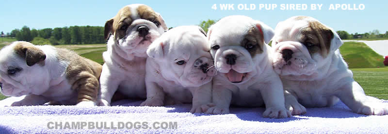English Bulldog puppies for sale