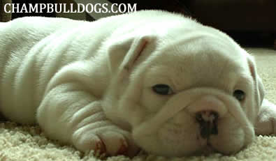 English Bulldog puppies