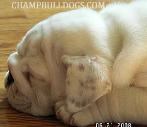 Englsih bulldog puppies pictures