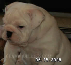 English Bulldog puppies