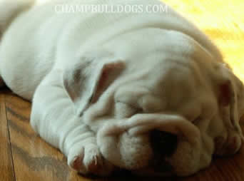 English bulldog puppies