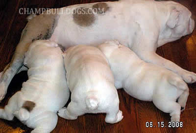 English bulldog stud service