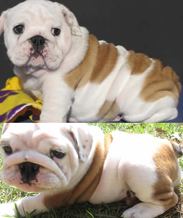 English Bulldog puppies pictures