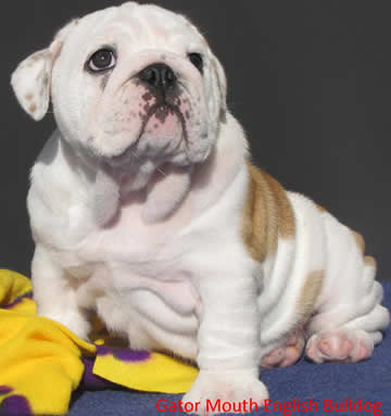 English bulldog pictures